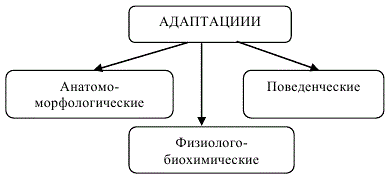 Типы адаптаций у растений