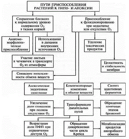 Механизмы адаптации растений к недостатку кислорода (из Т.В. Чирковой, 2002)