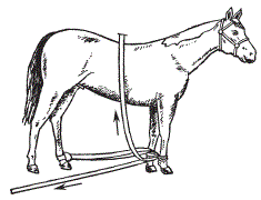 Фиксация конечностей при повале лошади по способу В.С. Решетняка