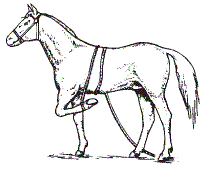 Фиксация веревкой грудной конечности лошади