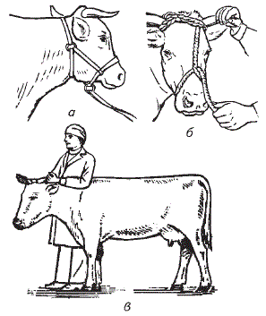 Фиксация крупного рогатого скота
