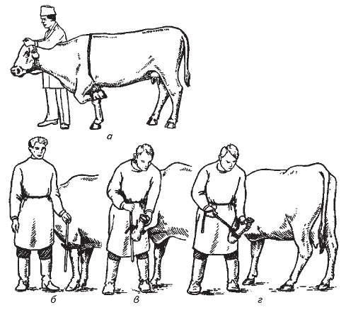 Фиксация грудной конечности у крупного рогатого скота