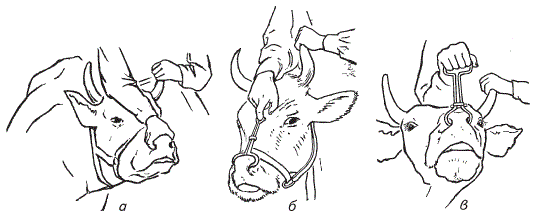 Фиксация крупного рогатого скота за носовую перегородку