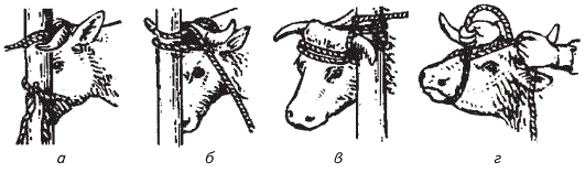Фиксация крупного рогатого скота за голову