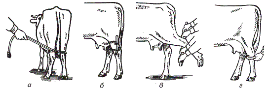 Фиксация тазовых конечностей коровы