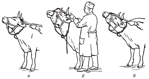 Фиксация крупного рогатого скота при помощи петлевой закрутки с длинной рукояткой (по Ш.А. Кумсиеву и И.О. Котмину)