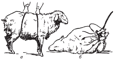 Фиксация мелкого рогатого скота