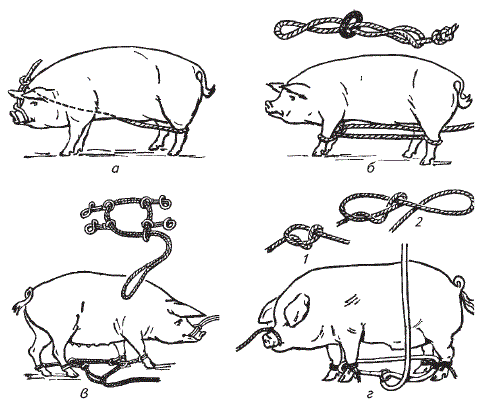 Повалы свиней