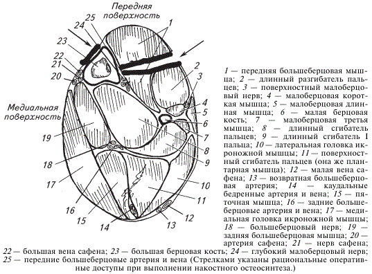 Поперечное сечение на уровне середины правой голени кошки