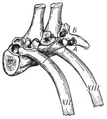 Схема надплевральной блокады чревных нервов и симпатического пограничного ствола