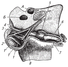 Половые органы кобеля (вид сбоку)