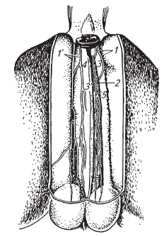 Схема иннервации промежности лошади