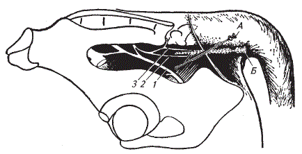 Схема положения игл при проводниковой анестезии пениса у быка (по И. И. Воронину)