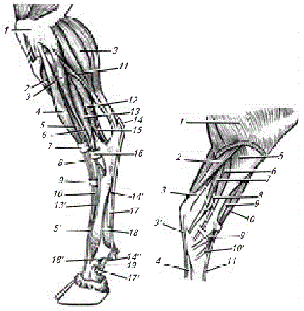 Мышцы голени и стопы у крупного рогатого скота