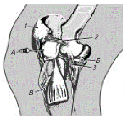 Пункция отделов коленного сустава лошади