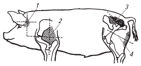 Места внутримышечных инъекций у свиньи