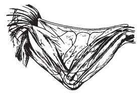 Место пункции подкожной локтевой вены у птиц (отмечено крестом)