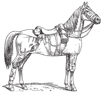Косыночные повязки на голову, плечо, брюшную стенку, круп и голень с использованием сбруи кавалерийского коня