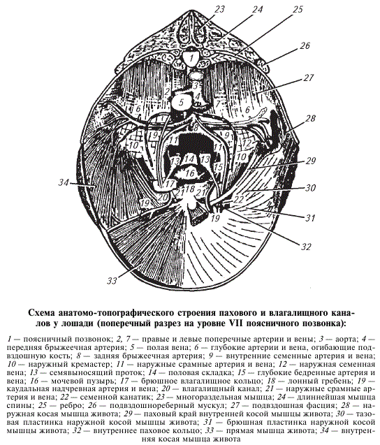 Схема анатомо-топографического строения пахового и влагалищного каналов у лошади (поперечный разрез на уровне VII поясничного позвонка)