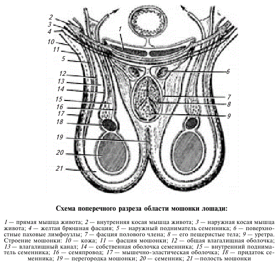 Схема поперечного разреза области мошонки лошади