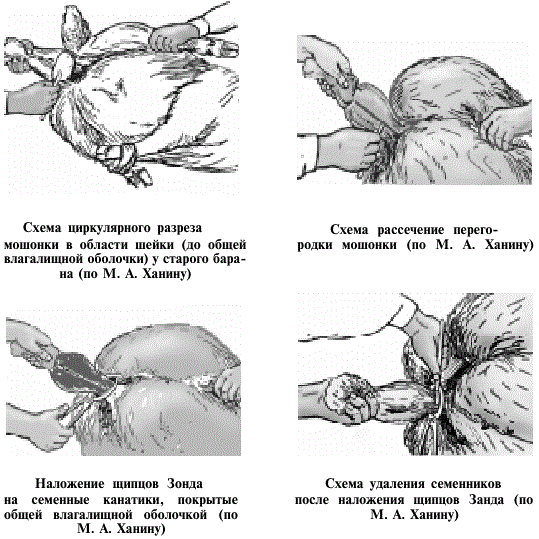 Способ кастрации баранов М. А. Ханина