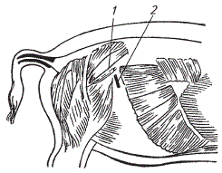 Место и направление разреза боковой брюшной стенки при овариэктомии свиней (по С.Г. Исаеву)