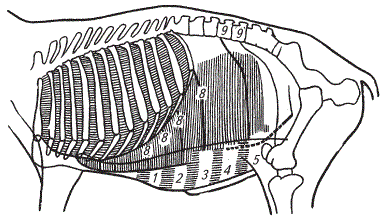 Проекции поперечной (вертикальная штриховка) и прямой (горизонтальная штриховка) мышцы живота у крупного рогатого скота