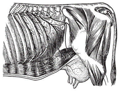 Иннервация брюшной стенки коровы — вентральные ветви грудных и поясничных нервов