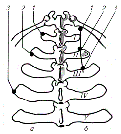 Точки вкола иглы при обезболивании боковой брюшной стенки относительно костных ориентиров поясницы коровы