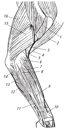 Схема области плеча и предплечья собаки с латеральной поверхности