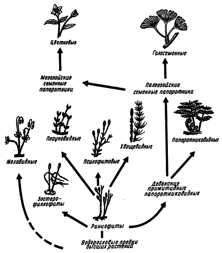 Эволюция высших растений (Н. И. Величко, 1989. С. 92)