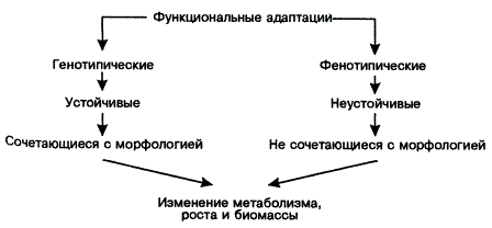 Функциональные адаптации