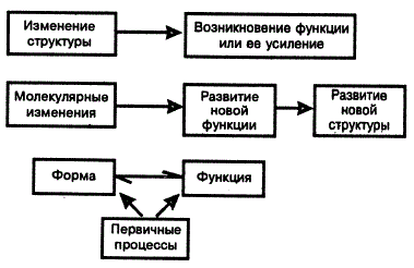 Установи взаимосвязь структуры организма начиная с наименьшей