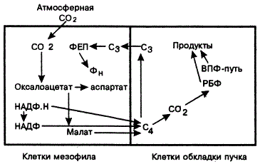 Схема С4-пути фотосинтеза (Дж. Эдвардс, Д. Уокер, 1986)