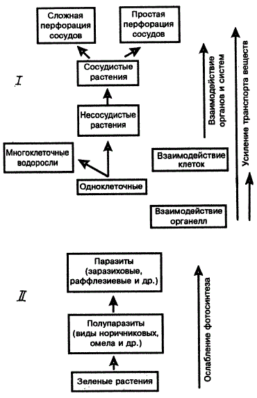 Экологический ряд усиления (I) и ослабления (II) функций у растений
