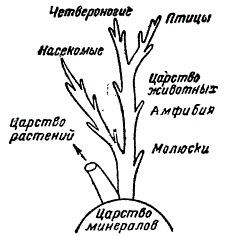 Представления Палласа о соотношениях между главными группами организмов (из Полякова)