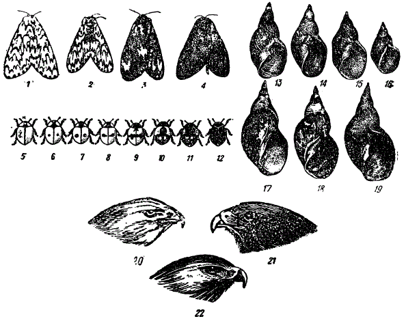 Изменчивость признаков у животных. 1—4 — изменчивость бабочки-монашенки, 5—12 — изменчивость божьей коровки (Coccinella bipunctata), 13—19 — большого прудовика (Limnaea stagnalis), 20—22 — сарыча (По разным авторам)