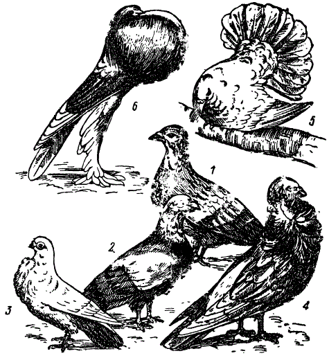 Породы голубей. 1 — дикий голубь, 2 — почтовый, 3 — совиный, 4 — якобинец, 5 — павлиний, 6 — дутыш (По Елагину из Богданова)