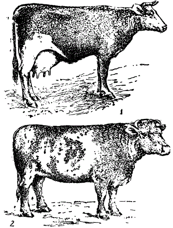 Молочный (1) и мясной (2) скот (Из Азарова)