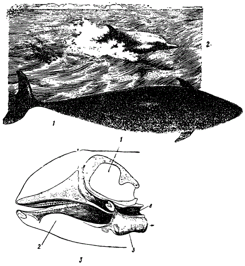 Приспособления к водному образу жизни у дельфинов. 1 — черноморский дельфин Phocaena relicla (Из Абеля): 2 — дельфин (Delphinus delphis), плывущий за парохода. На быстром ходу корпус выброшен из воды (По фото, из Illustration); 3 — медианный разрез через голову дельфина (Phocaena communis). Череп залит пунктиром. 1 — мозг, 2 — язык, 3 — гортань, 4 — пищевод (Из Гентшеля)