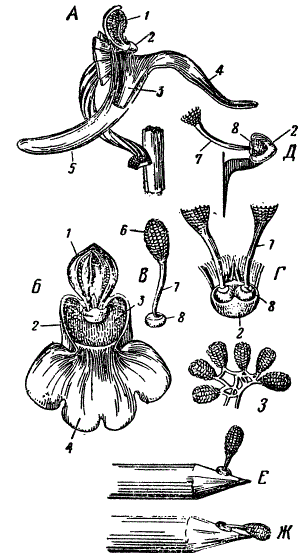 Орхидея Orchis mascula. 1 — двухгнездный пыльник, 2 — клювик. 3 — рыльце, 4 — губа. 5 — нектарник, 6 — пыльцевая масса, 7 — хвостик поллиния, 8 — липкие диски поллиния: А — сбоку, Б — спереди, В — один поллиний (видны пакетики пыльцы), Г — поллиний спереди. Д — разрез через клювик, Е — пыльцевая масса, только что прикрепившаяся, Ж — она же после окончания процесса опускания, 9 — пакетики пыльцы, связанные эластичными нитями (По Дарвину)