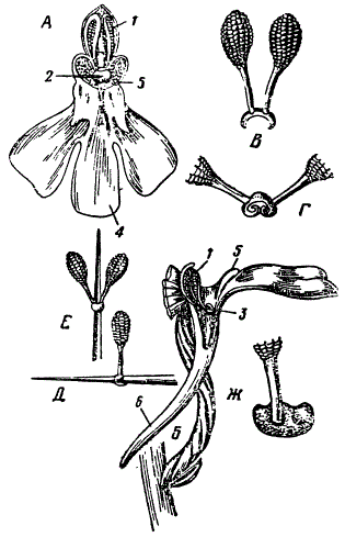 Орхидея Orchis pyramidalis. 1 — пыльник, 2 и 3— клювик, 4 — губа, 5 — направляющая пластинка на губе, 6 — нектарник, А — спереди, Б — сбоку, В — два поллиния, прикрепленные к седлообразному диску, Г — диск, не охвативший какого-либо предмета после сокращения, Д — поллинии, удаленные посредством введения иглы в нектарник; игла охвачена седельцем вследствие сокращения, Е — те же поллинии после второго движения и последующего опускания, Ж — диск сверху, насильственно сплющенный. Видно углубление, вызывающее второе движение поллиния (По Дарвину)