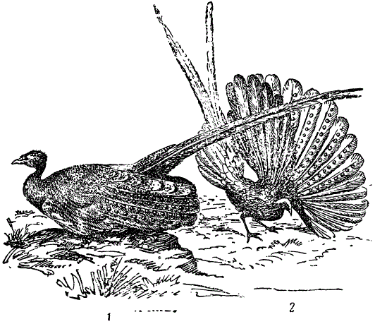 Фазан-аргус (Argusianas argus). 1 — в обычной позе, 2 — при щеголянии перед самкой, (из Дарвина)