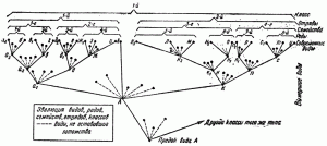 Схема дивергенции. А — первоначальный вид, остальные — его потомки. Дужками показано образование родов, семейств, отрядов, классов