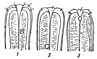 Три вида нематод из рода Monhystera
