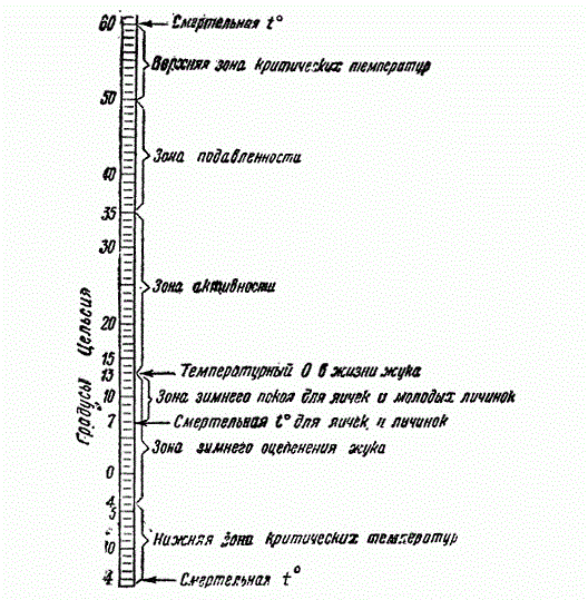 Шкала температурных лимитов жизни хлопкового долгоносика (Из Гёнтера)
