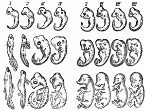 Явление сходства между эмбрионами позвоночных