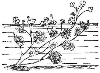 Погруженные листья отличаются по форме от надводных (Из Поплавской)