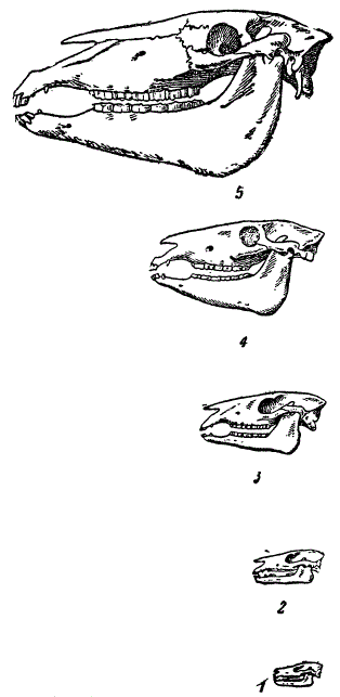 Черепа некоторых предков лошади, сопоставленные в одном масштабе