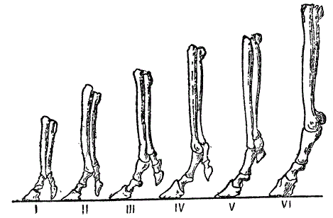 Профильное изображение передних конечностей ряда лошадиных предков